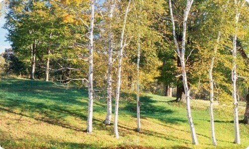 八年级生物学期教学计划